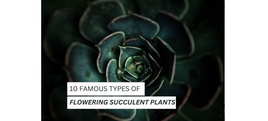 10  Flowering Succulent Plants