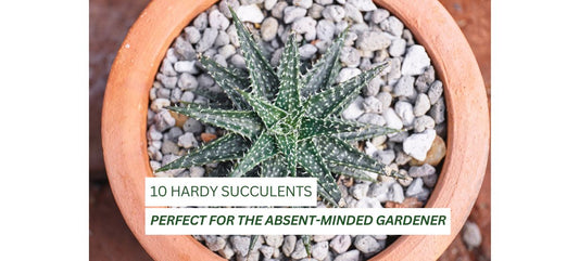10 Hardy Succulents | Unkillable Succulents