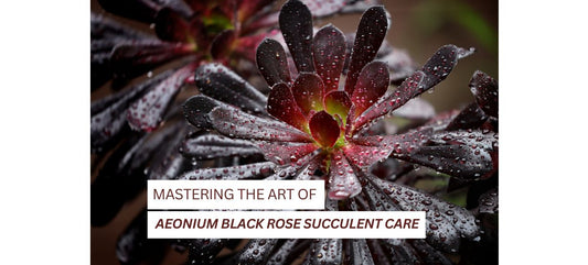  Aeonium Black Rose Succulent Care