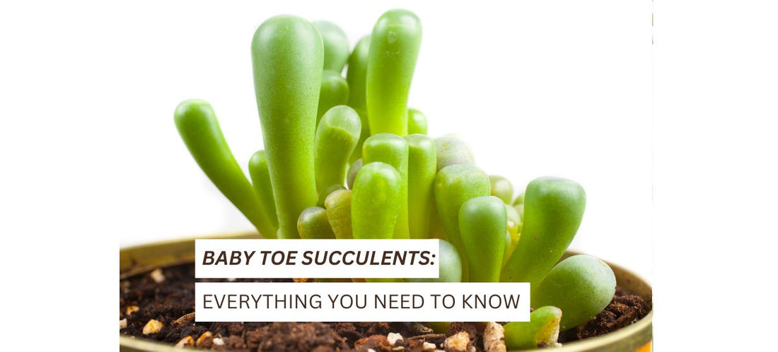 Baby Toe Succulents