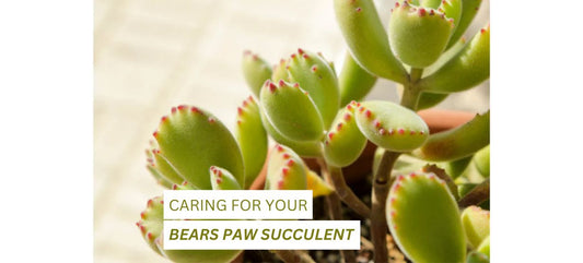 Bears Paw Succulent