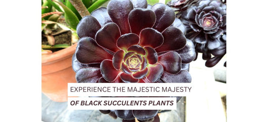  Black Succulents Plants