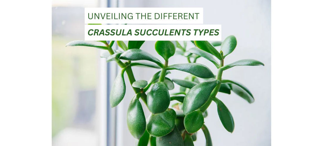 Crassula Succulents