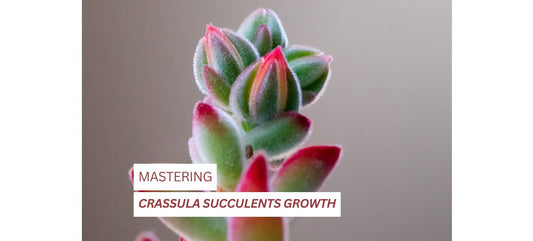 Mastering Crassula Succulents Growth