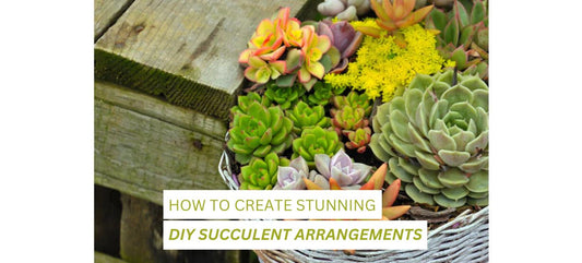 DIY Succulent Arrangements