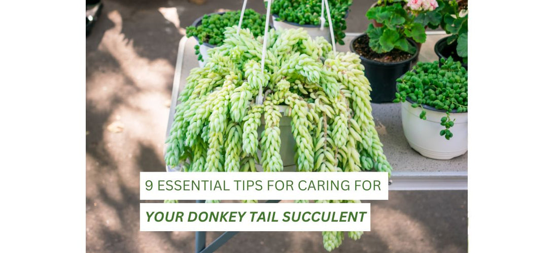 Donkey Tail Succulent