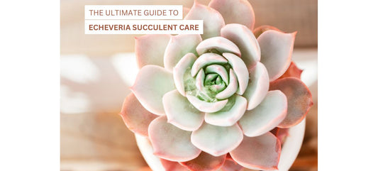 Echeveria Succulent Care