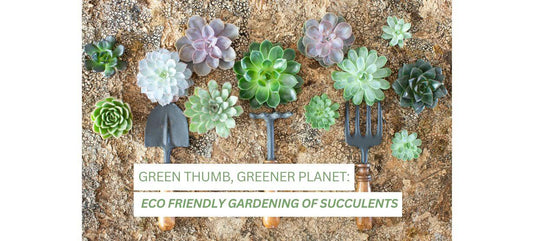 Green Thumb, Greener Planet: Eco Friendly Gardening Tips for Succulents