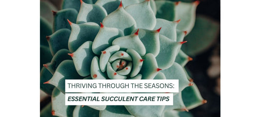 Thriving Through the Seasons: Essential Succulent Care Tips