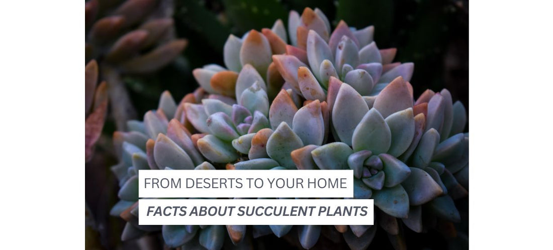  9 Astonishing Facts About Succulent Plants