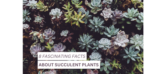  Facts about Succulent Plants