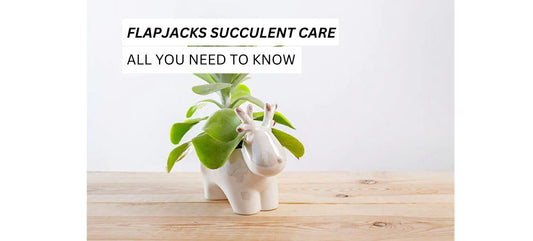 Flapjacks Succulent Care