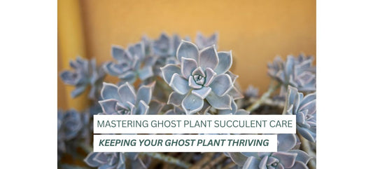 Mastering Ghost Plant Succulent Care: A Comprehensive Guide to Keeping Your Ghost Plant Thriving