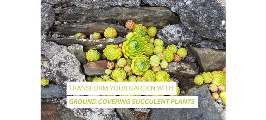 Transform Your Garden with Ground Covering Succulent Plants: A Comprehensive Guide