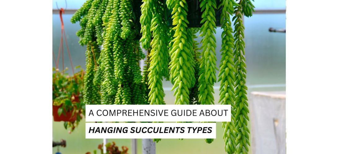 Hanging Succulents Types