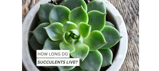 How Long do Succulents Live 