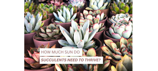 How Much Sun Do Succulents Need to Thrive?