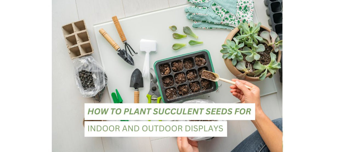 Plant Succulent Seeds 