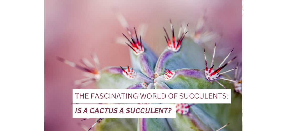  Is a Cactus a Succulent