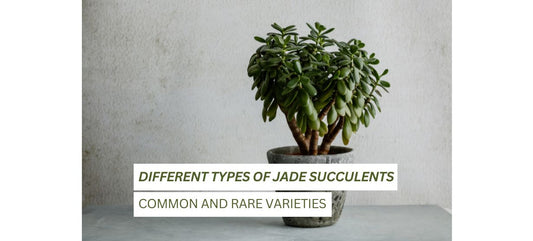 Types of Jade Succulents