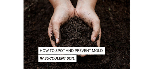 How to Spot and Prevent Mold in Succulent Soil: An All-Encompassing Guide