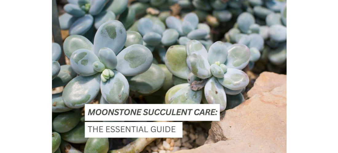 Moonstone Succulent Care