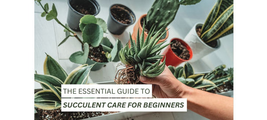 Succulent Care for Beginners