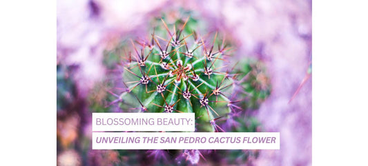  San Pedro Cactus Flower