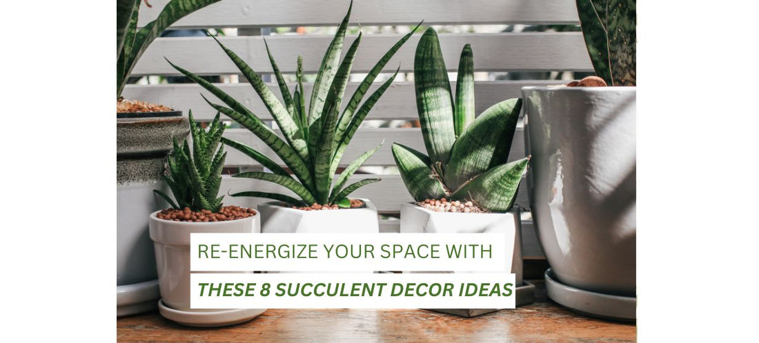 Succulent Decor Ideas