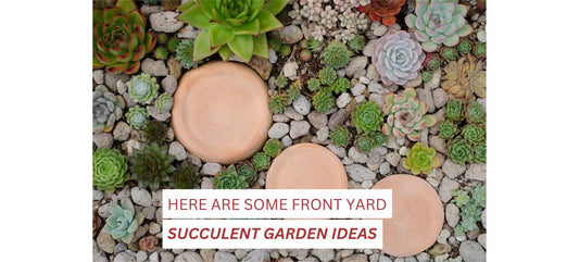 Succulent Garden Ideas