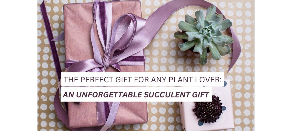 The Perfect Gift for Any Plant Lover: An Unforgettable Succulent Gift