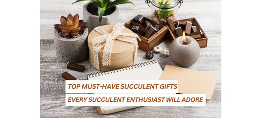 Top Must-Have Succulent Gifts Every Succulent Enthusiast Will Adore