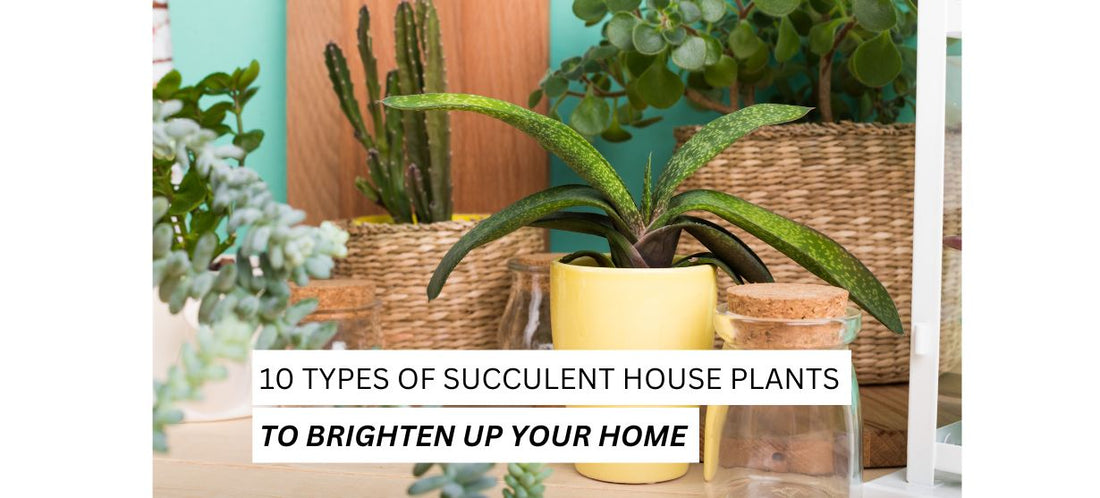 Succulent House Plants