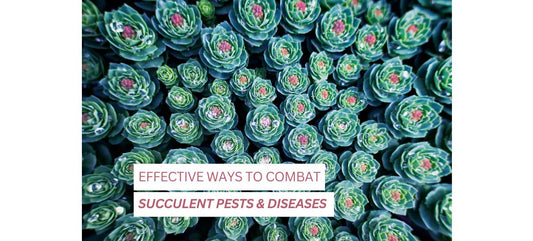 Effective Ways to Combat Succulent Pests and Diseases