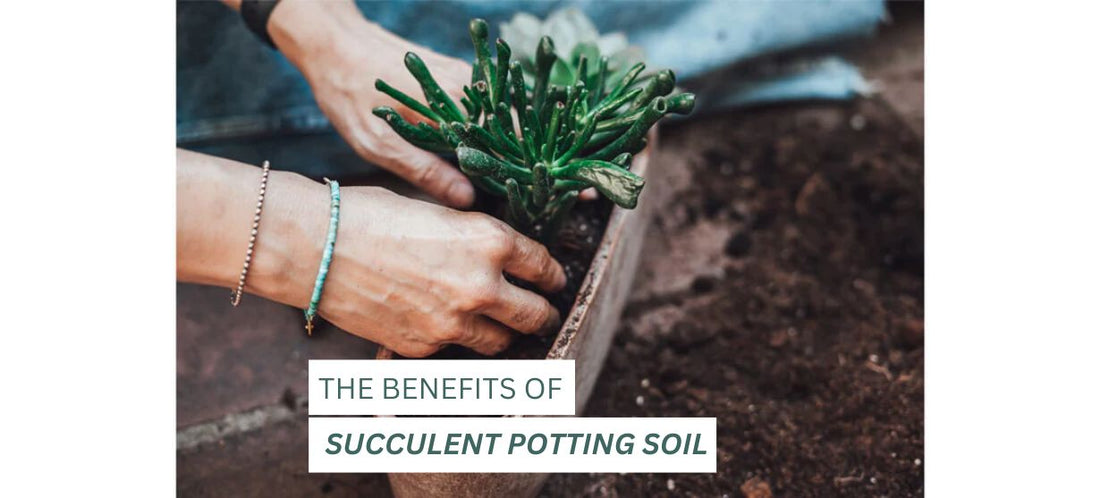 type of succulent potting soil