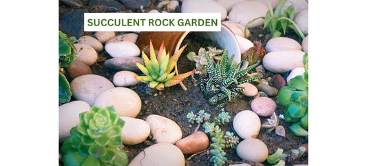 Succulent Rock Garden