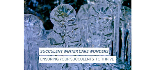 Succulent Winter Care Wonders: Ensuring Your Succulents Thrive in the Cold