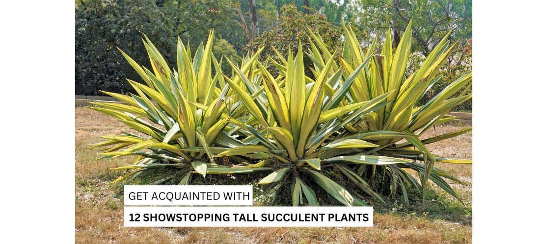 Tall Succulent plants