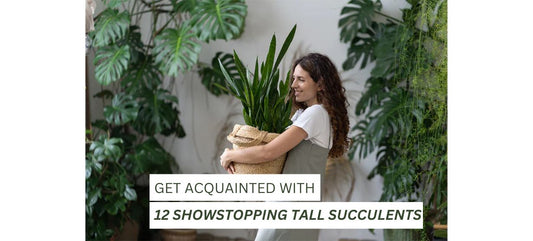  Tall Succulents 