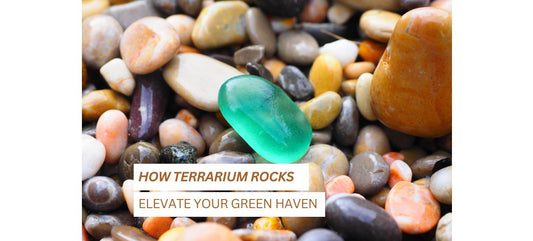 How Terrarium Rocks Elevate Your Green Haven - Unlocking the Beauty