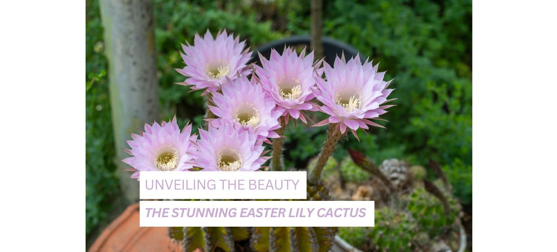  Easter Lily Cactus