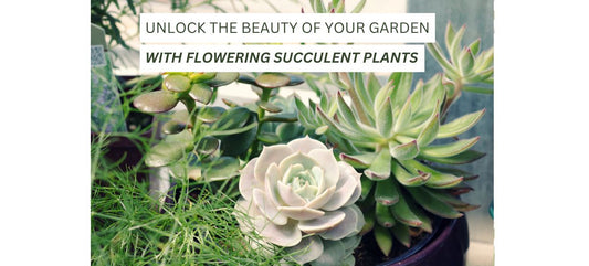 Flowering Succulent Plants