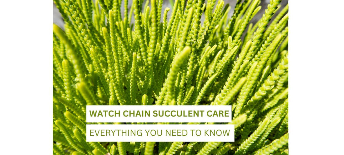 Watch Chain Succulent Care