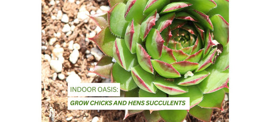 Caring for Your Chicks and Hens Succulent