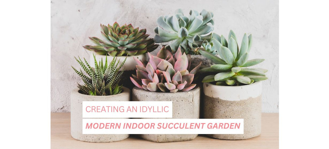 modern indoor succulent garden