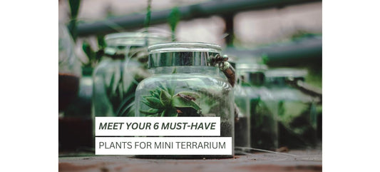 plants for mini terrarium