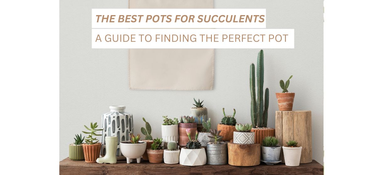 The Best Pots for Succulents: A Guide to Finding the Perfect Pot