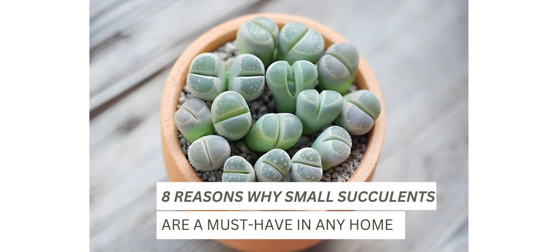  small succulents