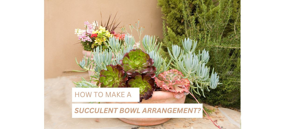 succulent bowl arrangement