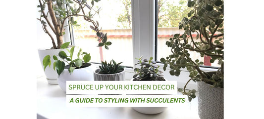 succulent kitchen decor